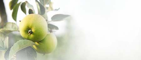 Closeup of apple tree with growing fresh green organic fruits on branches. Fruit orchard farm background design.の写真素材