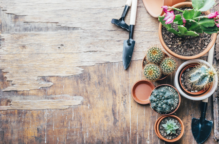 Various cactus and succulent plant in clay pot and gardening tool on vintage woodenの写真素材