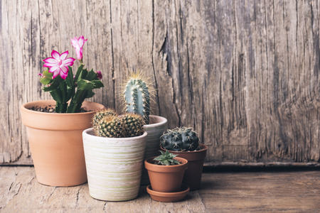 Various cactus and succulent plant in clay pot on vintage woodenの写真素材