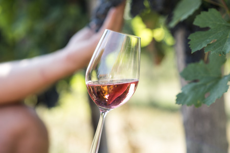 Man holding glass of red wine in vineyard field. Wine tasting in outdoor winery. Grape production and wine making concept.の写真素材