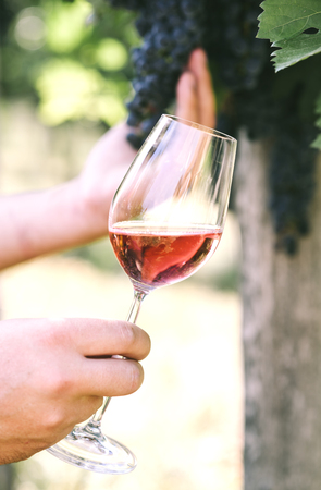 Man holding glass of red wine in vineyard field. Wine tasting in outdoor winery. Grape production and wine making concept.の写真素材