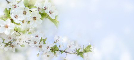 Spring flower blossom closeup with bokeh background. Springtime nature scene with cherry blossom...