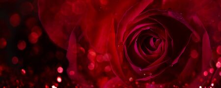 Closeup of valentine red rose on darkの写真素材