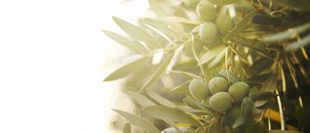 Closeup of olive fruit on tree branch.の写真素材