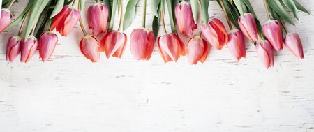 Pink tulips bouquet border on white wooden background from above. Top view of red flower bud frame. Spring seasonal holiday and easter greeting card design layout. Pastel minimal banner.の写真素材