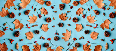 Autumn leaves with acorn and cones composition pattern on pastel blue background from above. Maple leaf texture on color table. Minimal thanksgiving seasonal design pop art.の写真素材
