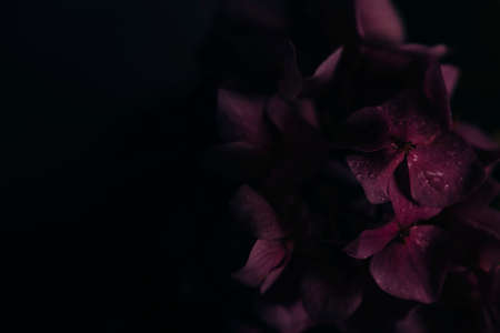 Closeup of purple hyrangea flower with water drops in garden. Macro dark pink hortensia with bokeh...