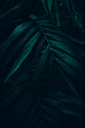 Dark green leaves background. Minimal neutral aesthetic. Tropical plant art texture. Botanical tropic garden creative pattern.の写真素材