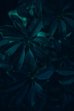 Dark green leaves background. Minimal neutral aesthetic. Tropical plant art texture. Botanical tropic garden creative pattern.の写真素材