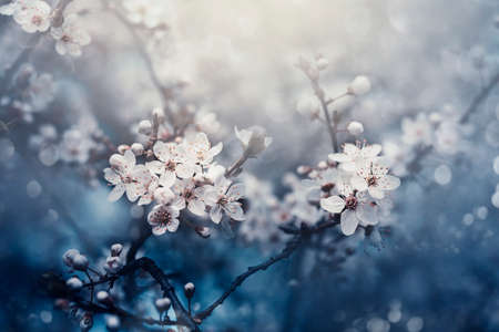 Closeup of spring blossom flower on dark bokeh background. Macro cherry blossom tree branch....
