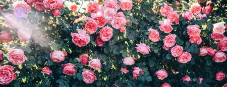 Fine art image of beautiful pastel roses in garden. Valentine and bridal vintage card design....