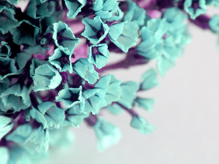 Dried colored flowers on a white background of the table. Romantic flowers. Vintage Flowers composition.の写真素材