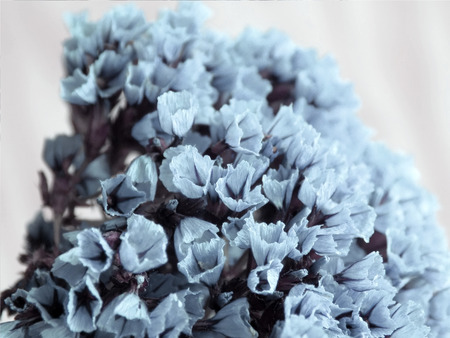 Dried colored flowers on a white background of the table. Romantic flowers. Vintage Flowers composition.の写真素材