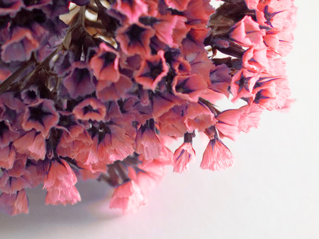 Dried colored flowers on a white background of the table. Romantic flowers. Vintage Flowers...