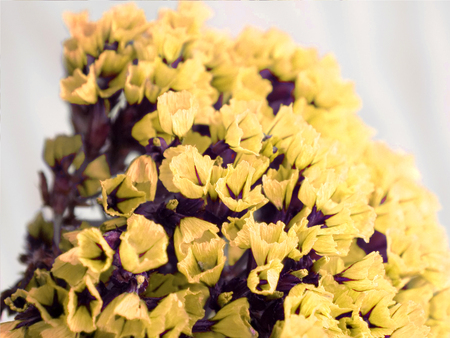 Dried colored flowers on a white background of the table. Romantic flowers. Vintage Flowers composition.の写真素材