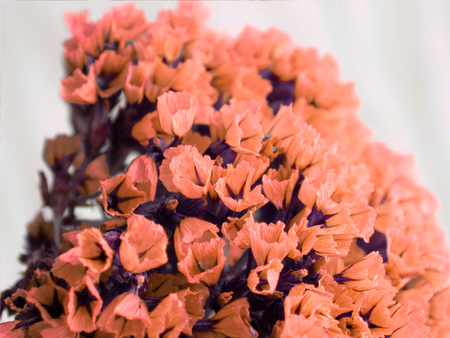 Dried colored flowers on a white background of the table. Romantic flowers. Vintage Flowers composition.の写真素材