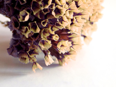Dried colored flowers on a white background of the table. Romantic flowers. Vintage Flowers composition.の写真素材