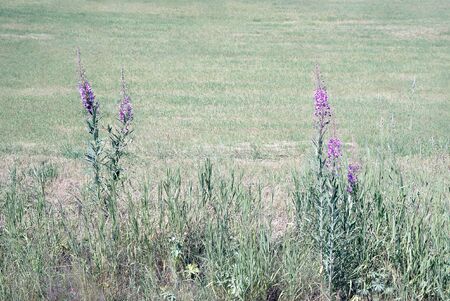 Idyllic blooming purple wildflowers with sunshine in rural landscape with agricultural farmland field in the background, a summerday on the countryside - Summer scenery with flowers in soft and light vintage color tonesの写真素材