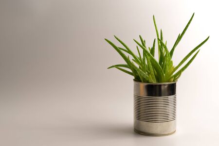 Vibrant, modern aloe vera plant in a simple and alternative hipster flowerpot on clean white background - Concept of natural medical remedy and organic skincare treatmentの写真素材