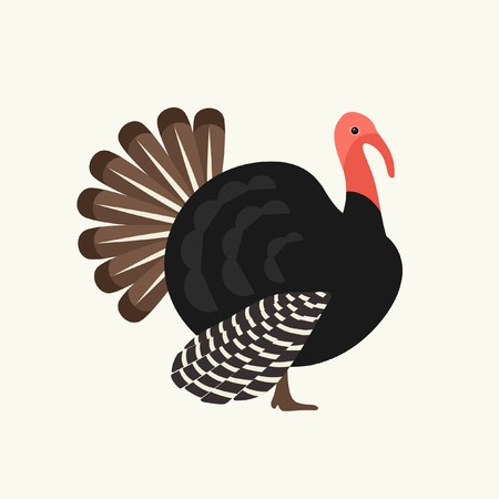 Turkey vector illustrationのイラスト素材