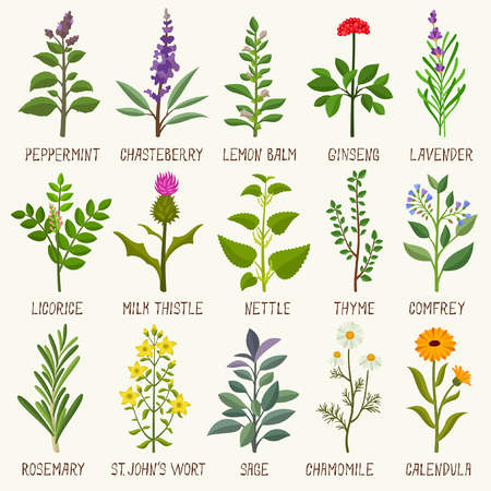 Herbs vector illustrationのイラスト素材