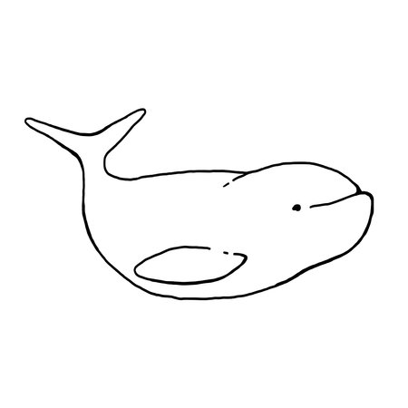 Beluga whale hand drawn vector illustrationのイラスト素材
