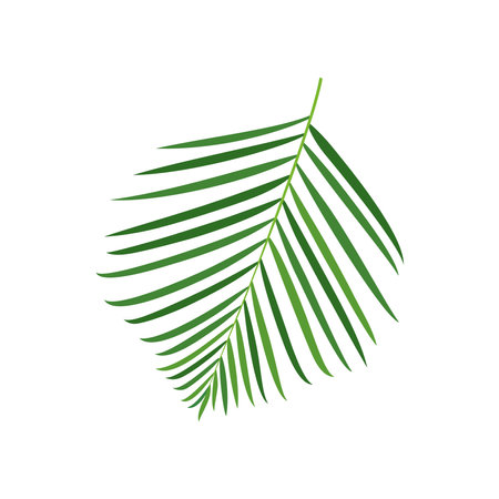 Palm tree branch vector illustrationのイラスト素材