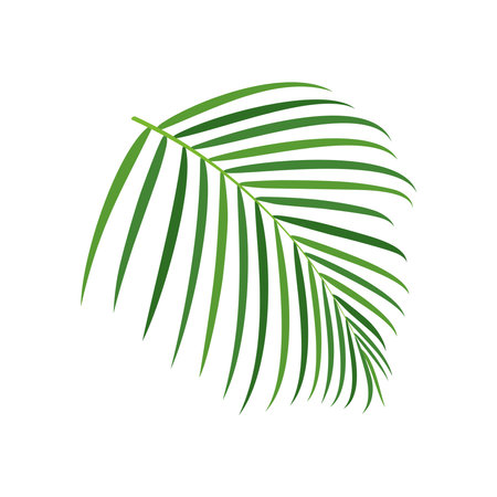 Palm tree branch vector illustrationのイラスト素材