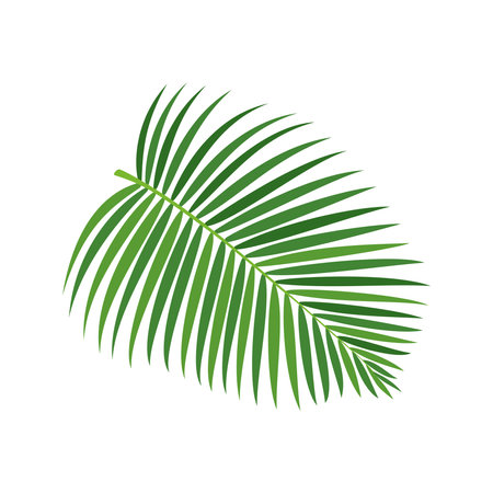 Palm tree branch vector illustrationのイラスト素材
