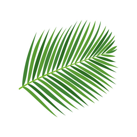 Palm tree branch vector illustrationのイラスト素材