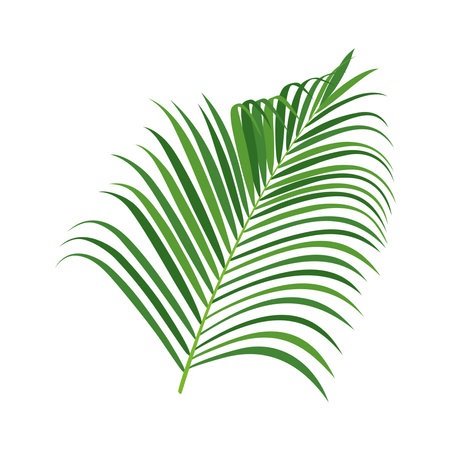 Palm tree branch vector illustrationのイラスト素材