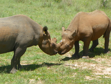Black Rhino starting to fight over foodの写真素材