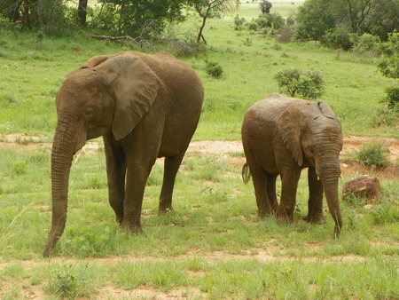 Elephants of Zimbabweの写真素材