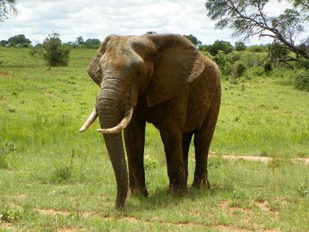 Elephant in Zimbabweの写真素材