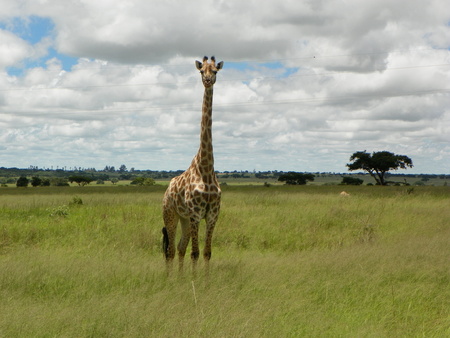 Giraffe in Zimbabweの写真素材