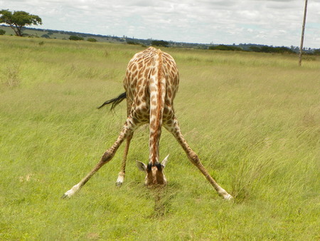 Giraffe Eating in Zimbabweの写真素材