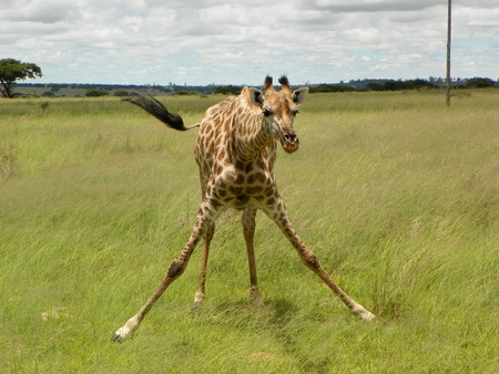Giraffe getting ready to eat in Zimbabweの写真素材
