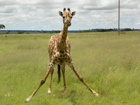 Giraffe getting down for food in Zimbabweの写真素材