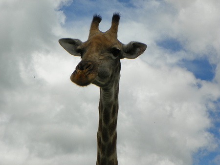 Giraffe Upclose and Personal in Zimbabweの写真素材