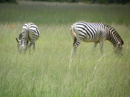 Zebra in Zimbabweの写真素材