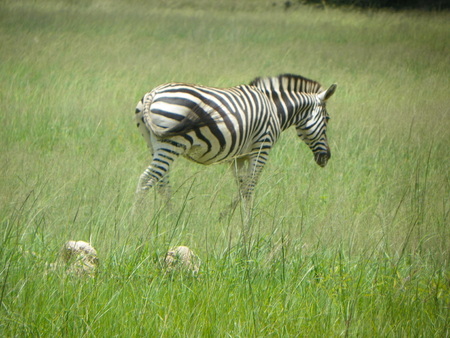 Zebra in Zimbabweの写真素材