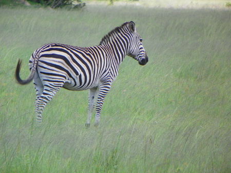 Zebra in Zimbabweの写真素材