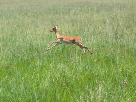 Impala leaping through the air in Zimbabweの写真素材