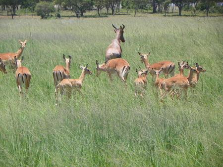Impala in Zimbabweの写真素材