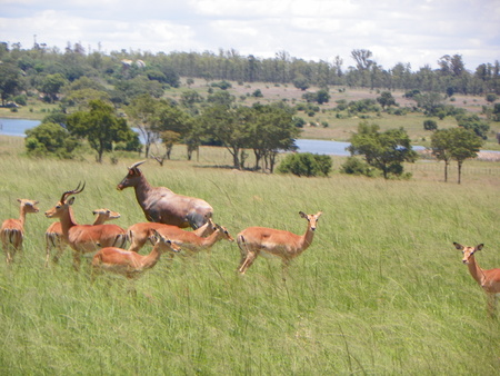 Impala in Zimbabweの写真素材