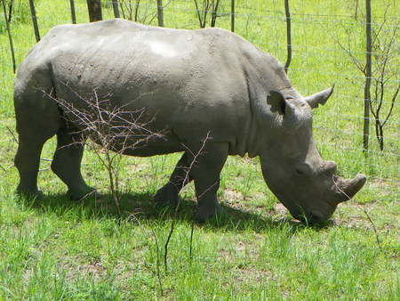 White Rhino grazing in Zimbabweの写真素材