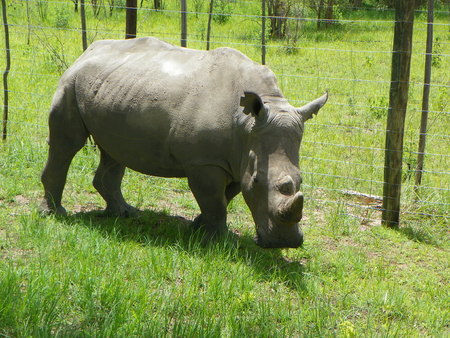 White Rhino in Zimbabweの写真素材