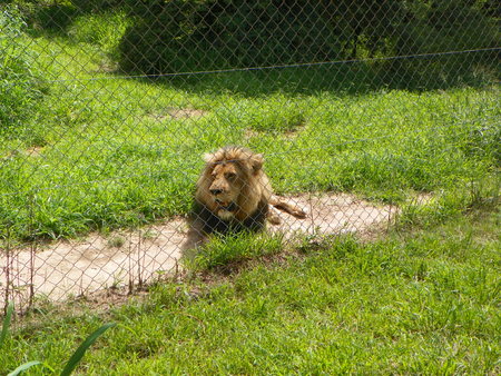 Lion on game reserve, he killed his mateの写真素材