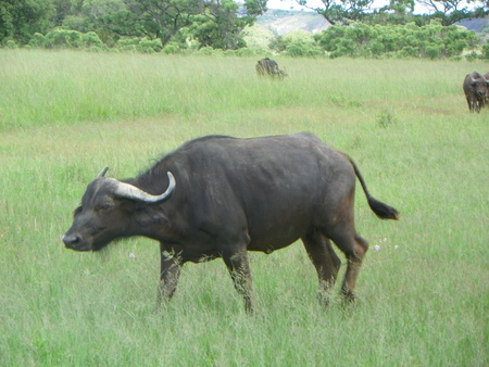 Cape Buffalo on the move in Zimbabweの写真素材