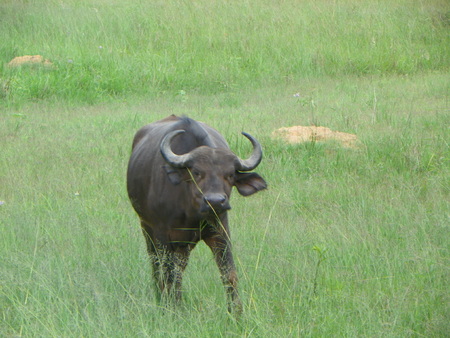 Cape Buffalo in Zimbabweの写真素材